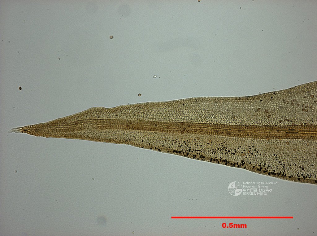 ƦƪԤBǦWG<em>Grimmia apocarpa (L.) Hedw. var. microtheca Card.</em><br>W١G㷵