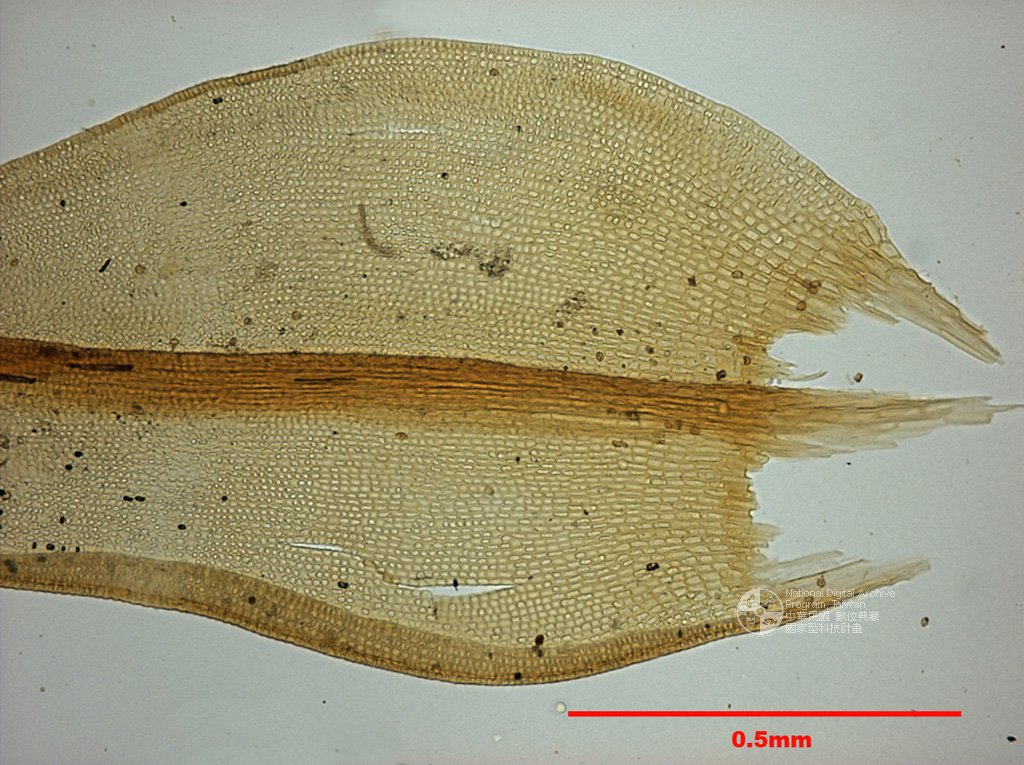 ƦƪԤBǦWG<em>Grimmia apocarpa (L.) Hedw. var. microtheca Card.</em><br>W١G㷵