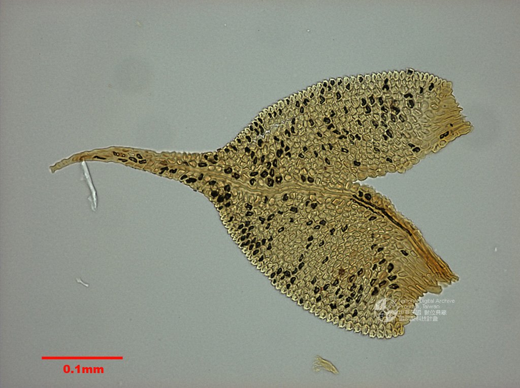 ƦƪԤBǦWG<em>Haplohymenium longinerve (Broth.) Broth. var. piliferum (Broth. et Yasuda) Nog.</em><br>W١GئhK