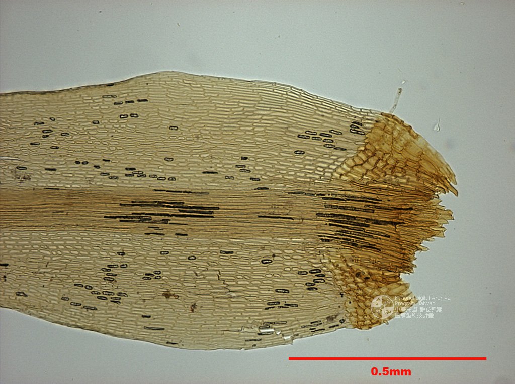 ƦƪԤBǦWG<em>Ptychomitrium formosicum Broth. et Yas.</em><br>W١GOWY