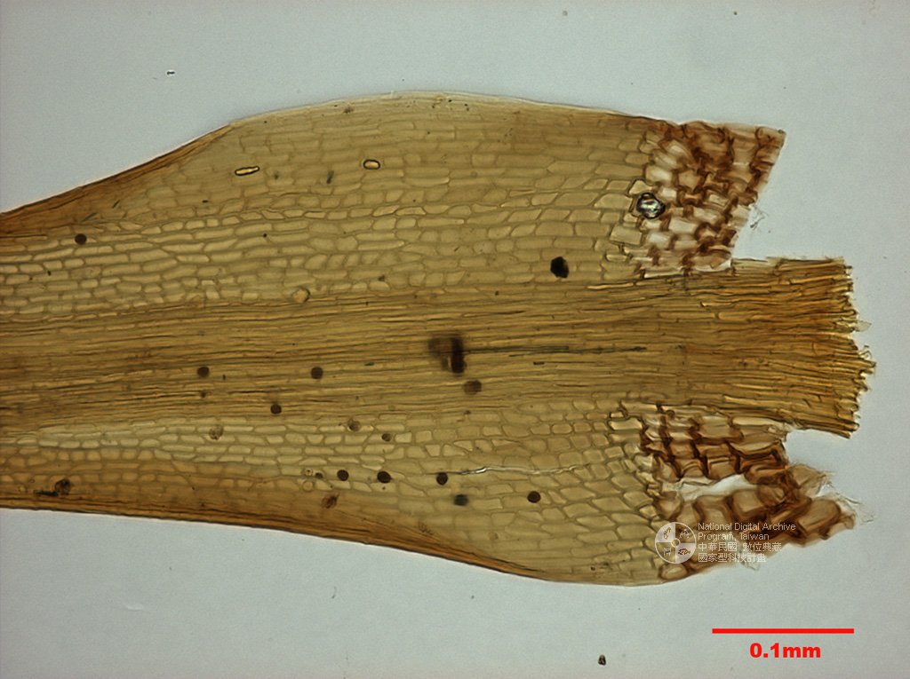 ƦƪԤBǦWG<em>Dicranodontium denudatum (Brid.) Britt. In Willians.</em><br>W١GC