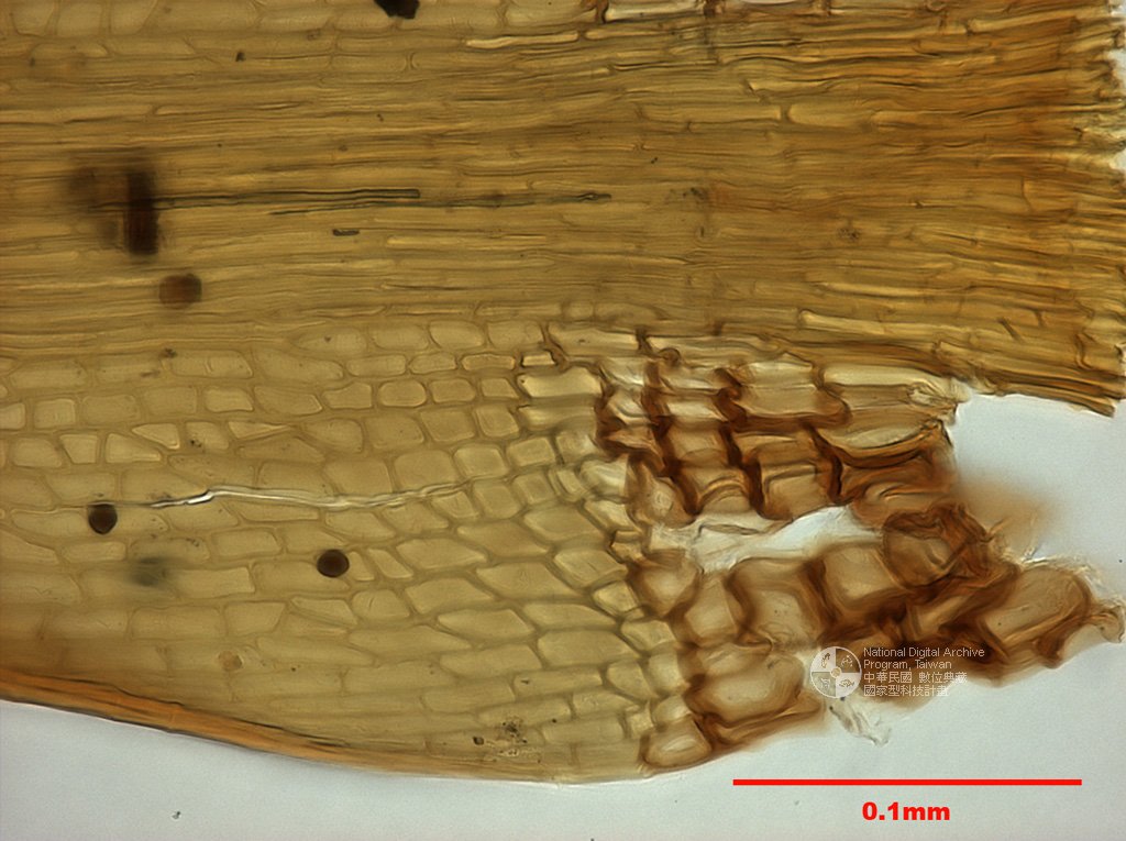 ƦƪԤBǦWG<em>Dicranodontium denudatum (Brid.) Britt. In Willians.</em><br>W١GC