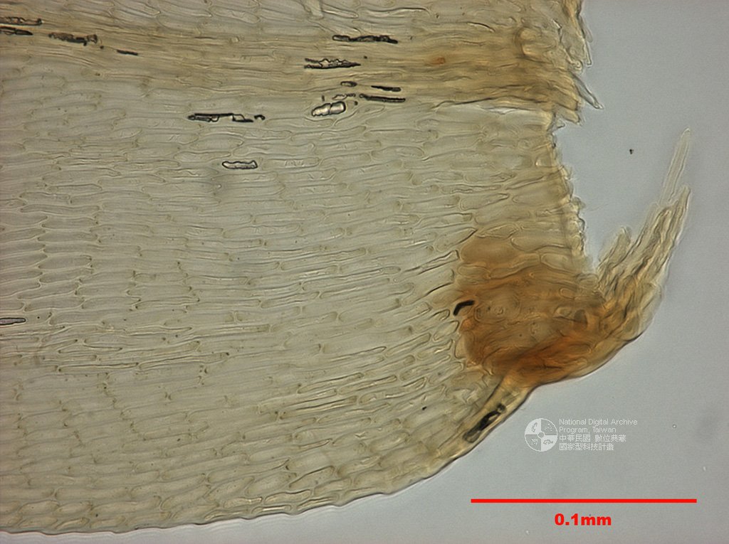 ƦƪԤBǦWG<em>Isothecium subdiversiforme Broth.</em><br>W١Gݿߧ