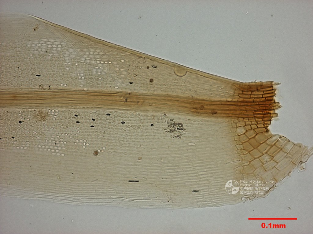 ƦƪԤBǦWG<em>Leucoloma molle (C. Muell.) Mitt.</em><br>W١GXA