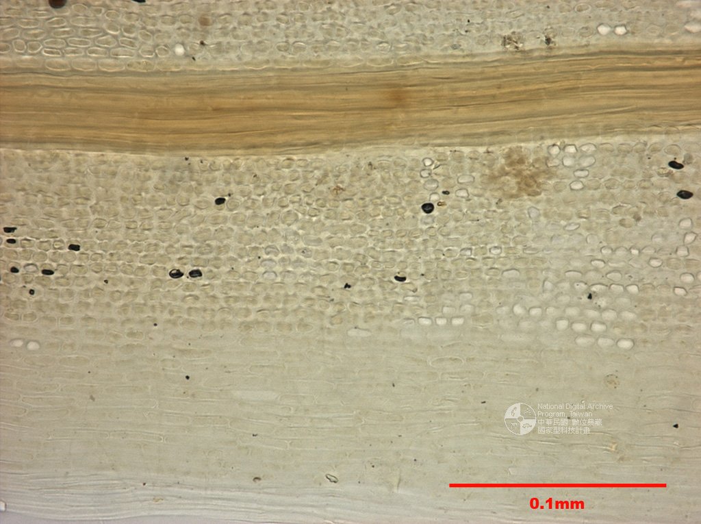 ƦƪԤBǦWG<em>Leucoloma molle (C. Muell.) Mitt.</em><br>W١GXA