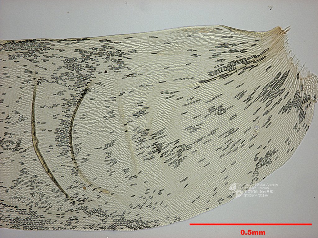 ƦƪԤBǦWG<em>Neckeropsis lepineana (Mont.) Fleisch.</em><br>W١GI