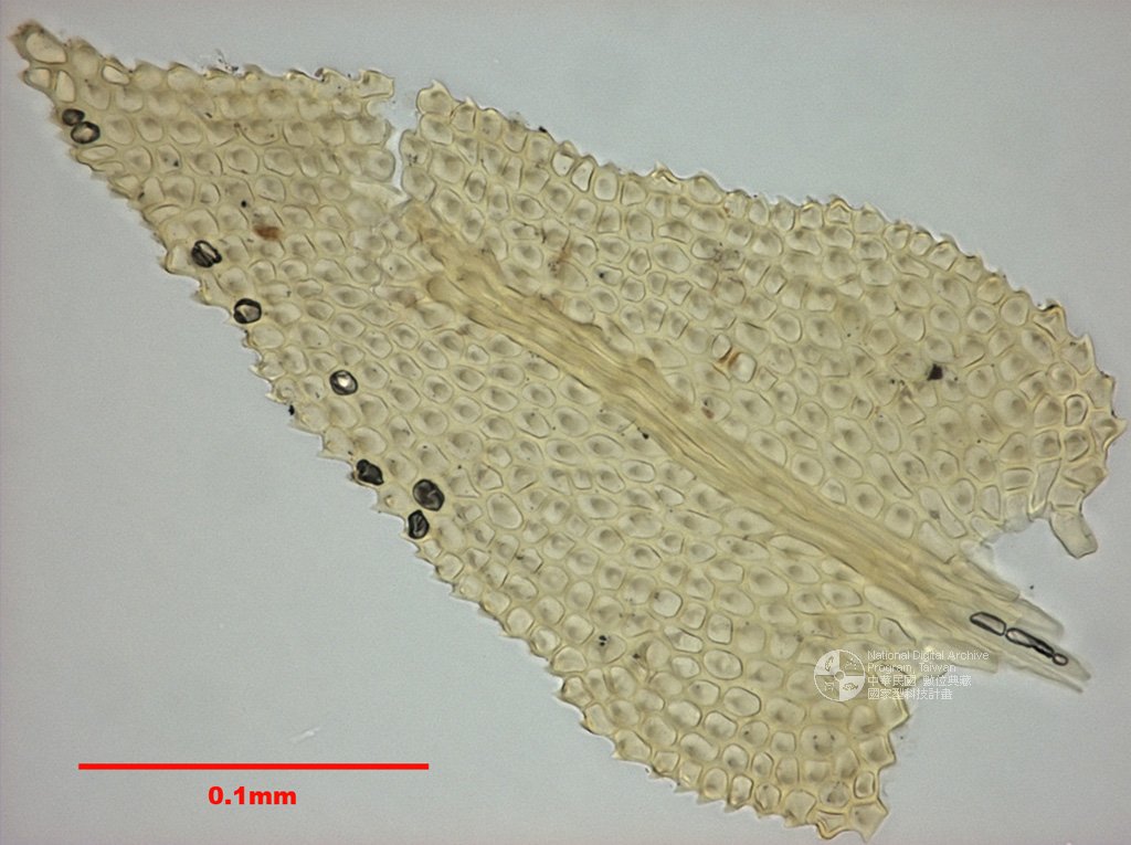 ƦƪԤBǦWG<em>Thuidium cymbifolium (Doz. et Molk.) Doz. et Molk.</em><br>W١Gj