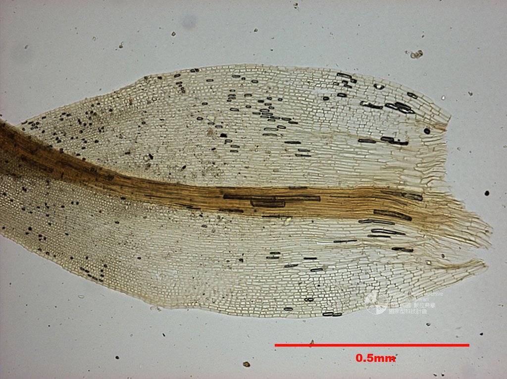 ƦƪԤBǦWG<em>Trichostomum crispulum Broth.</em><br>W١GKf