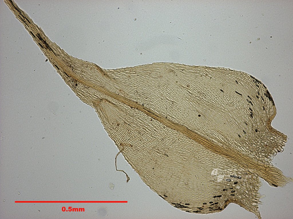 ƦƪԤBǦWG<em>Cratoneurella uncinifolia (Broth. et Par.) Robinson</em><br>W١GC