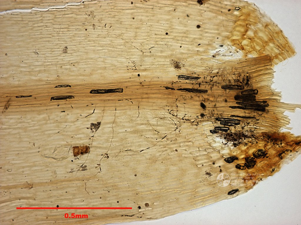 ƦƪԤBǦWG<em>Dicranum japonicum Mitt.</em><br>W١G饻