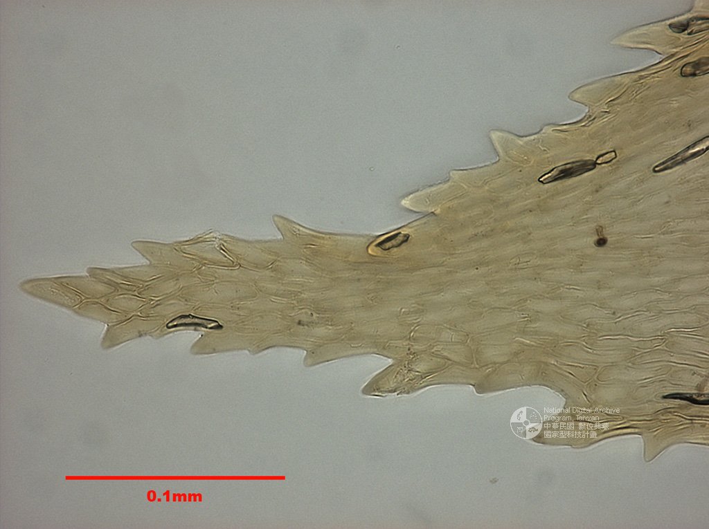 ƦƪԤBǦWG<em>Hylocomium pyrenaicum (Spruce) Lindb.</em><br>W١Gsa