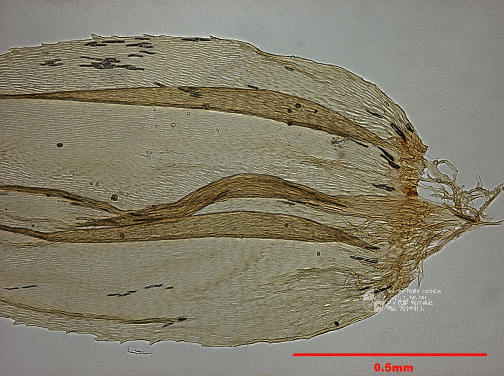 ƦƪԤBǦWG<em>Hylocomium pyrenaicum (Spruce) Lindb.</em><br>W١Gsa