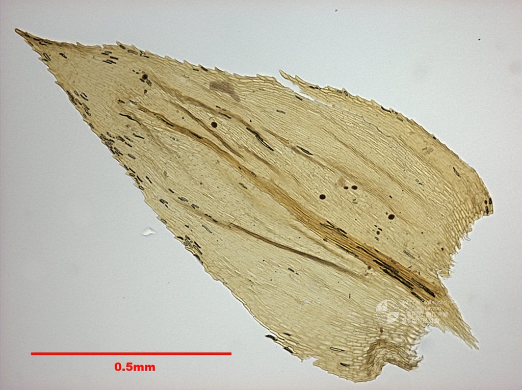 ƦƪԤBǦWG<em>Oxyrrhynchium polystictum (Mitt.) Broth.</em><br>W١GKy