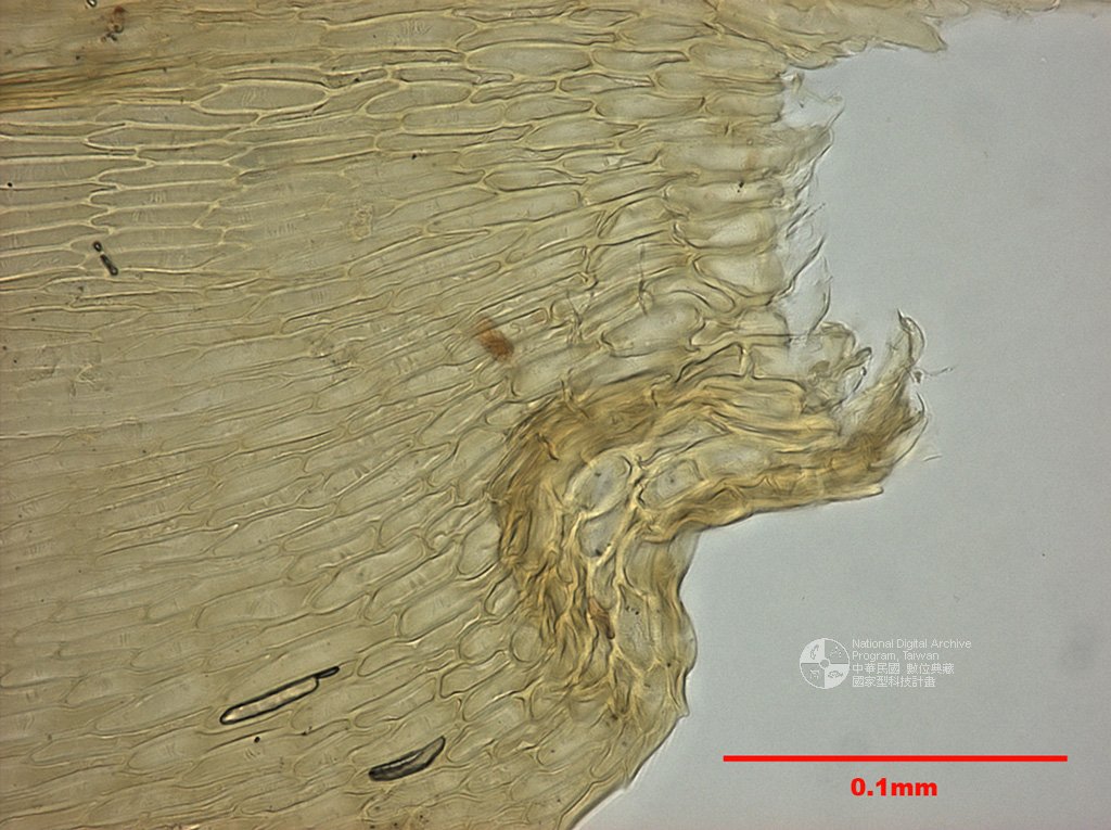 ƦƪԤBǦWG<em>Oxyrrhynchium polystictum (Mitt.) Broth.</em><br>W١GKy