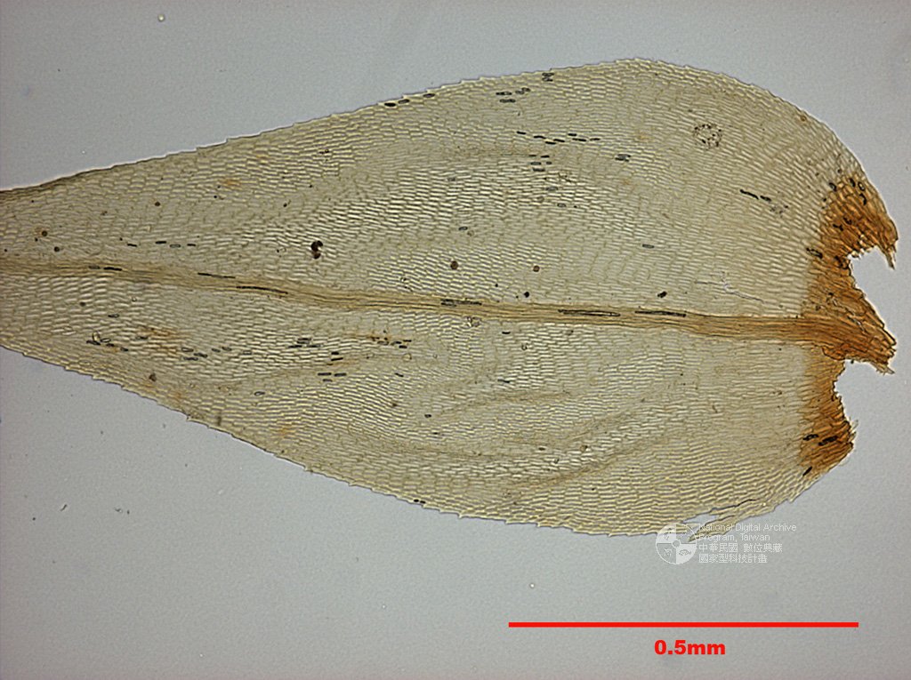 ƦƪԤBǦWG<em>Pterobryon arbuscula Mitt.</em><br>W١Gο