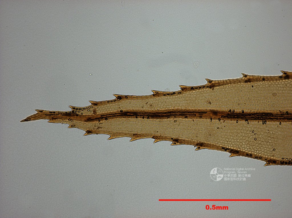 ƦƪԤBǦWG<em>Rhizogonium badakense Fleisch.</em><br>W١G