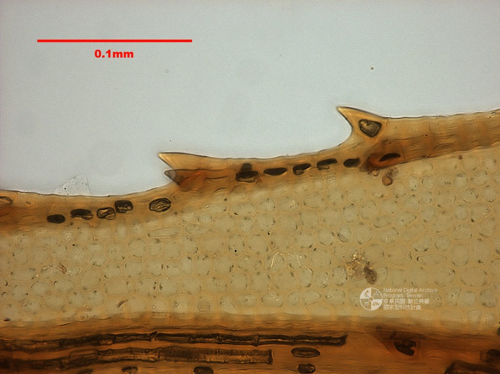 ƦƪԤBǦWG<em>Rhizogonium badakense Fleisch.</em><br>W١G