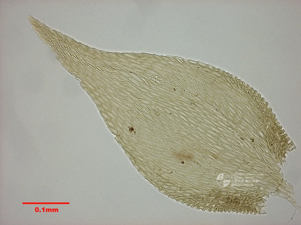 ƦƪԤBǦWG<em>Pylaisiella polyantha (Hedw.) Grout.</em><br>W١Gp