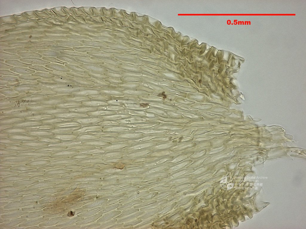 ƦƪԤBǦWG<em>Pylaisiella polyantha (Hedw.) Grout.</em><br>W١Gp