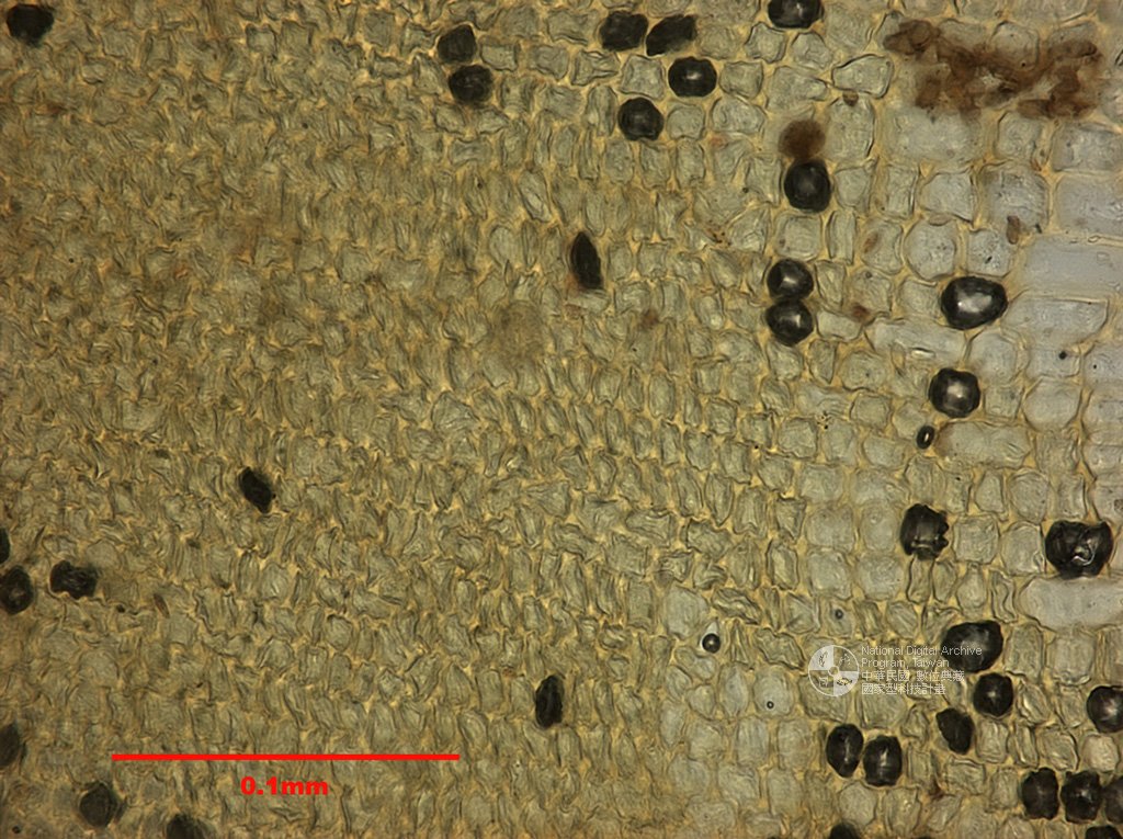 ƦƪԤBǦWG<em>Tortula ruralis (Hedw.) Gaertn.</em><br>W١Gs