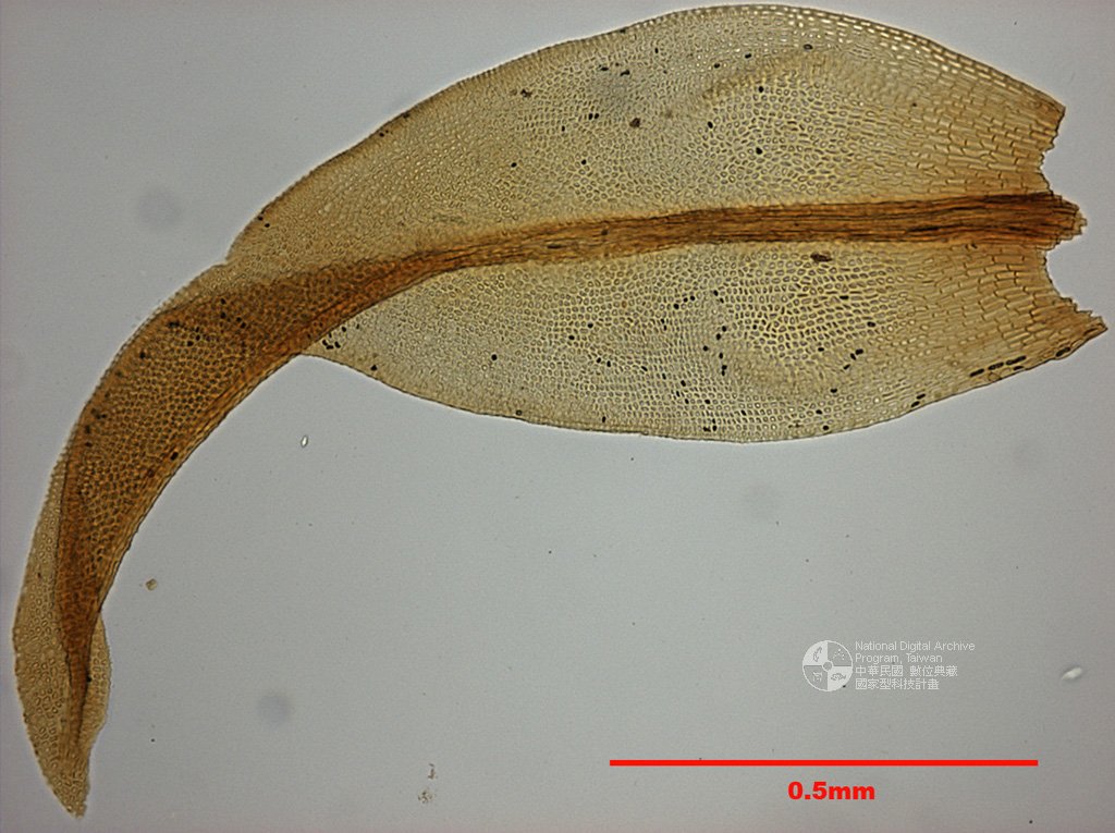 ƦƪԤBǦWG<em>Zygodon campylophyllus C. Muell.</em><br>W١Gܾ