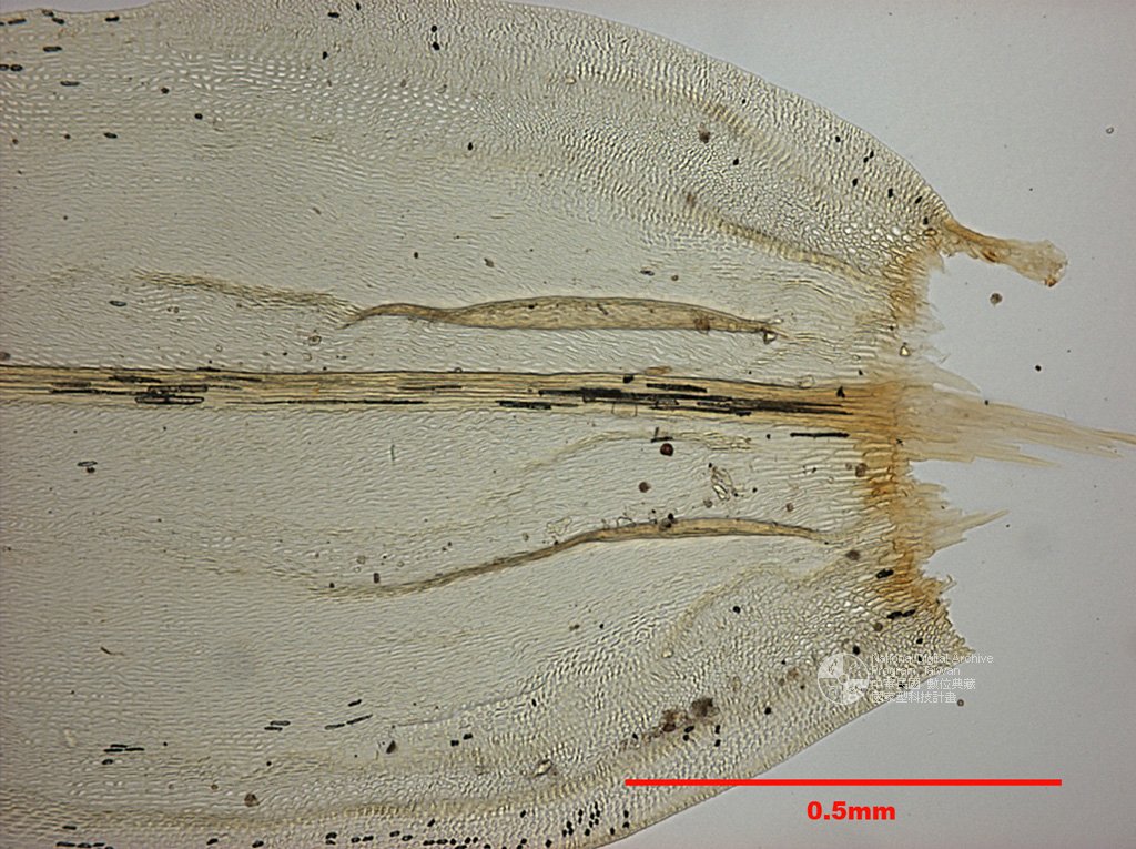 ƦƪԤBǦWG<em>Prionodon densus (Hedw.) C. Muell.</em><br>W١G