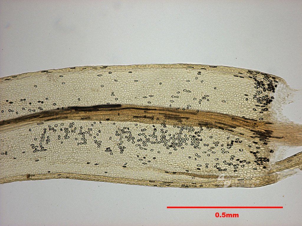 ƦƪԤBǦWG<em>Aulacomnium palustre (Hedw.) Schwaegr.</em><br>W١GhAK