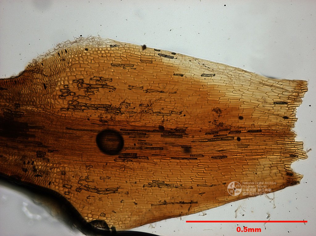 ƦƪԤBǦWG<em>Polytrichum piliferum Hedw.</em><br>W١Gyo