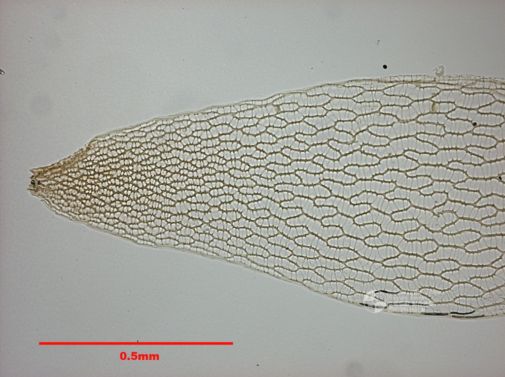 ƦƪԤBǦWG<em>Sphagnum capillifolium (Ehrh.) Hedw.</em><br>W١Gd