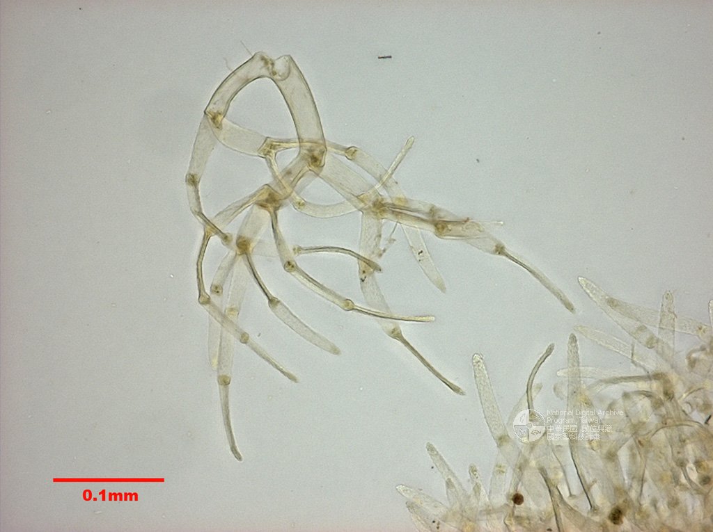 ƦƪԤBǦWG<em>Trichocolea tomentella (Ehrh.) Dum.</em><br>W١Ga