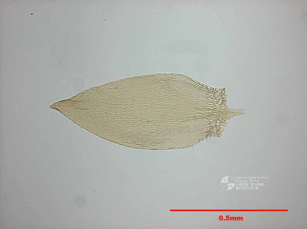 ƦƪԤBǦWG<em>Entodon rubicundus (Mitt.) Jaeg.</em><br>W١Gsh