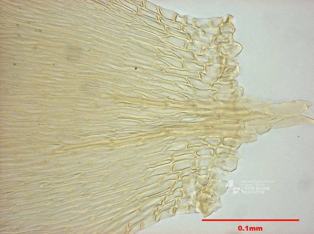 ƦƪԤBǦWG<em>Entodon rubicundus (Mitt.) Jaeg.</em><br>W١Gsh