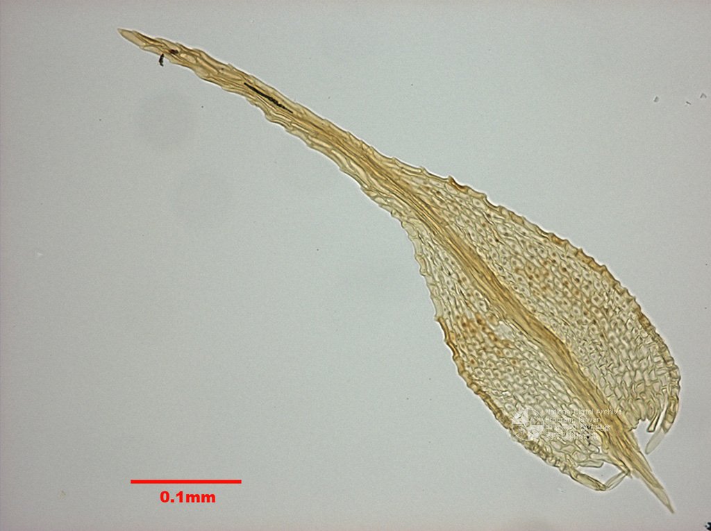 ƦƪԤBǦWG<em>Haplocladium microphyllum (Hedw.) Broth.</em><br>W١GӸp