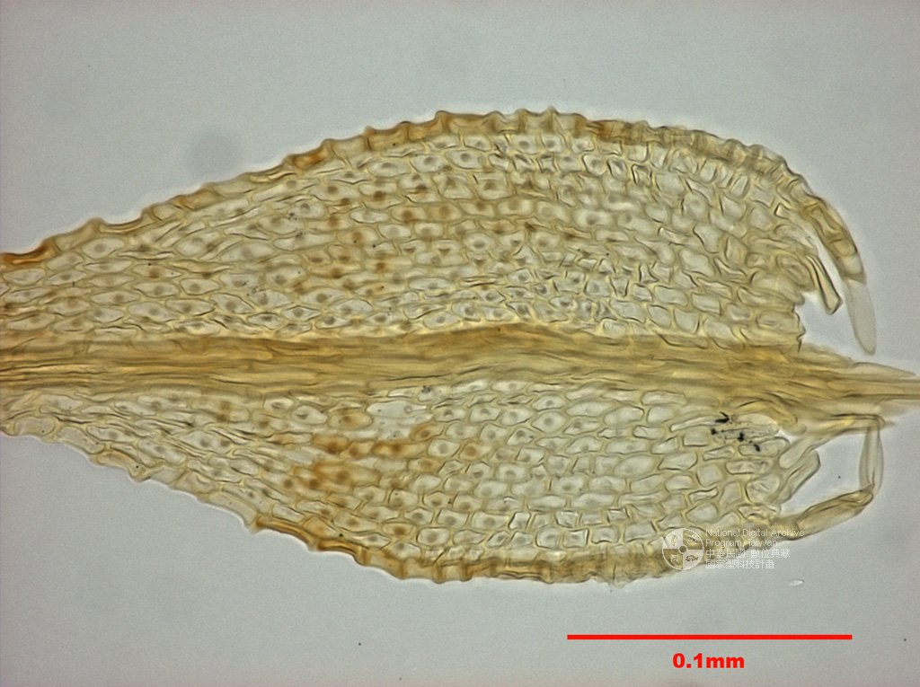 ƦƪԤBǦWG<em>Haplocladium microphyllum (Hedw.) Broth.</em><br>W١GӸp