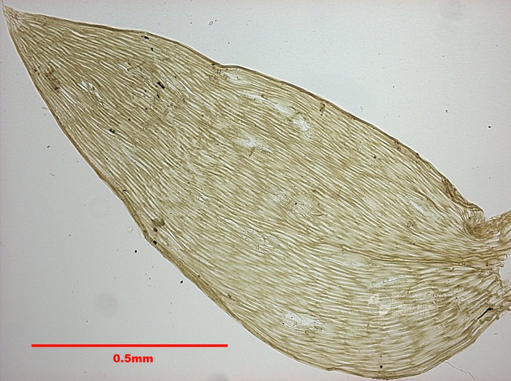 ƦƪԤBǦWG<em>Plagiothecium denticulatum (Hedw.) B. S. G.</em><br>W١G