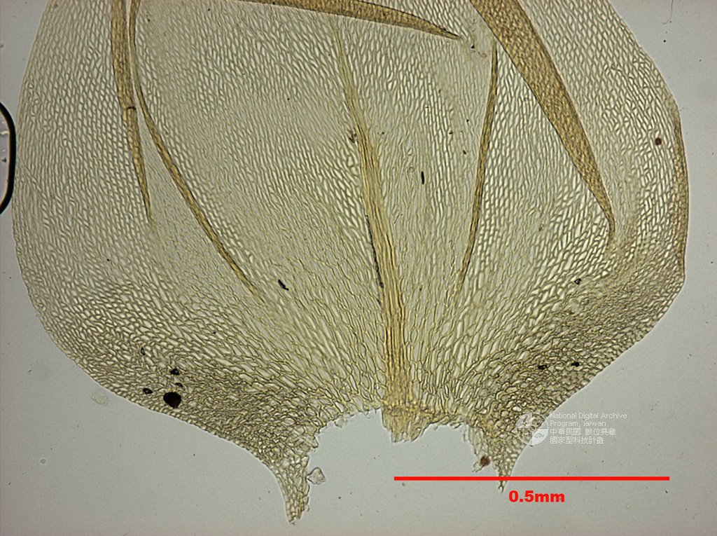 ƦƪԤBǦWG<em>Myuroclada maximoviczii (Borszcz.) Steere & Schof.</em><br>W١G