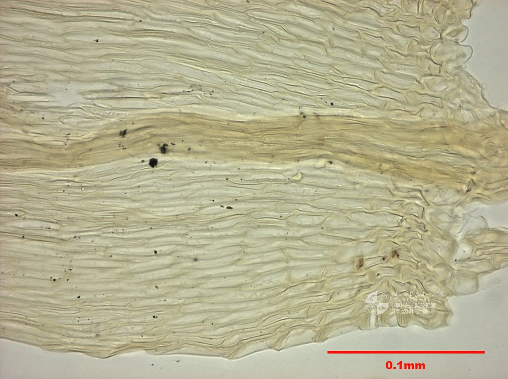 ƦƪԤBǦWG<em>Brachythecium buchananii (Hook.) Jaeg.</em><br>W١GhC