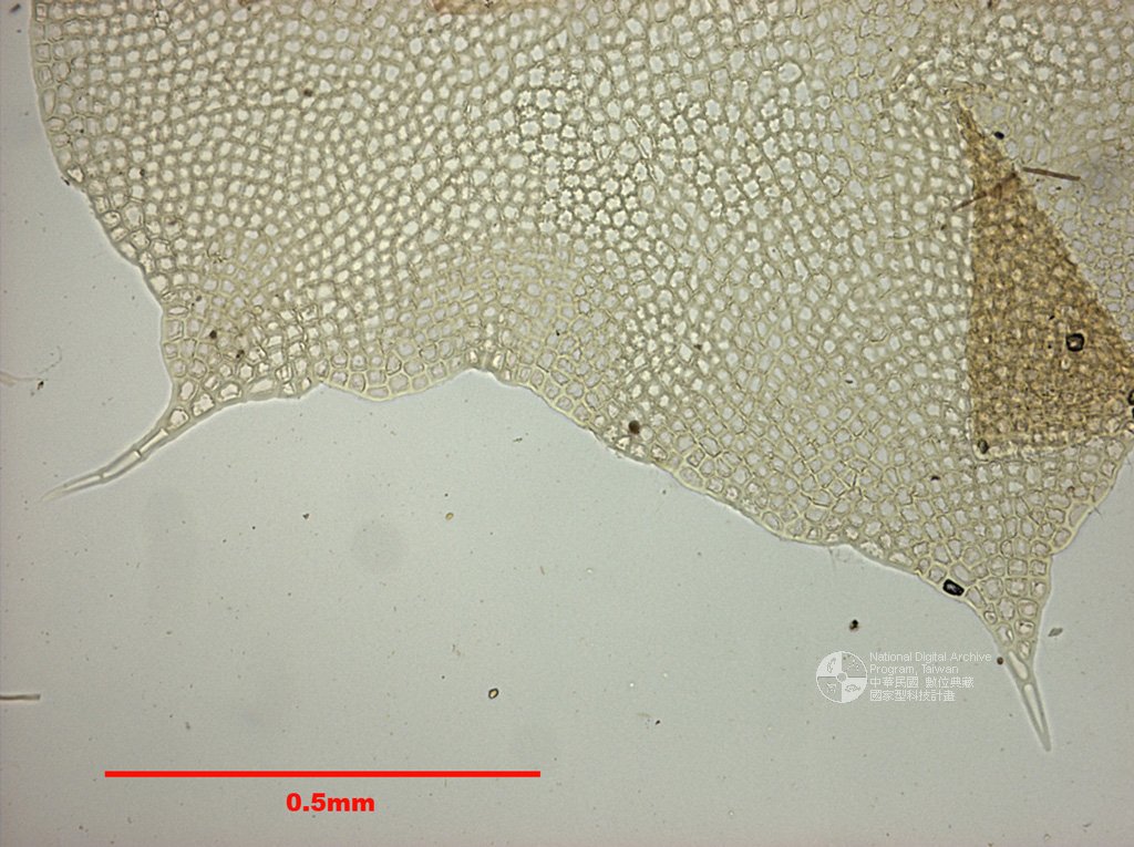 ƦƪԤBǦWG<em>Barbilophozia lycopodioides (Wallr.) Loeske.</em><br>W١G︭ӵäa