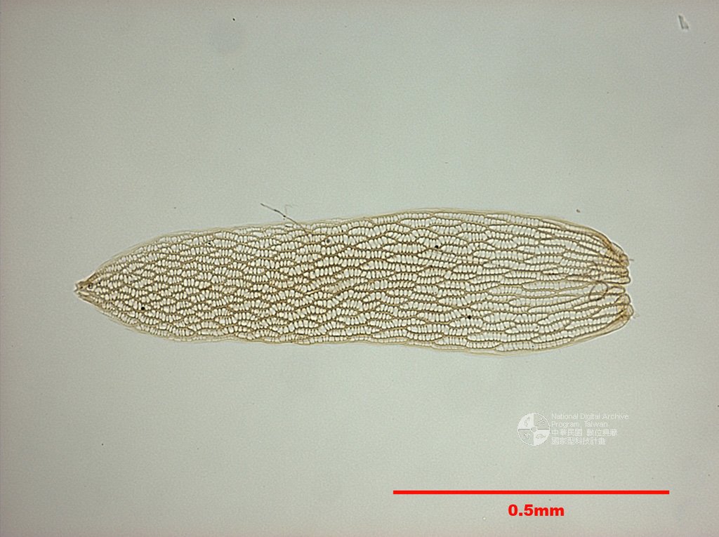 ƦƪԤBǦWG<em>Sphagnum angustifolium (C. Jens.) C. Jens.</em><br>W١Gd