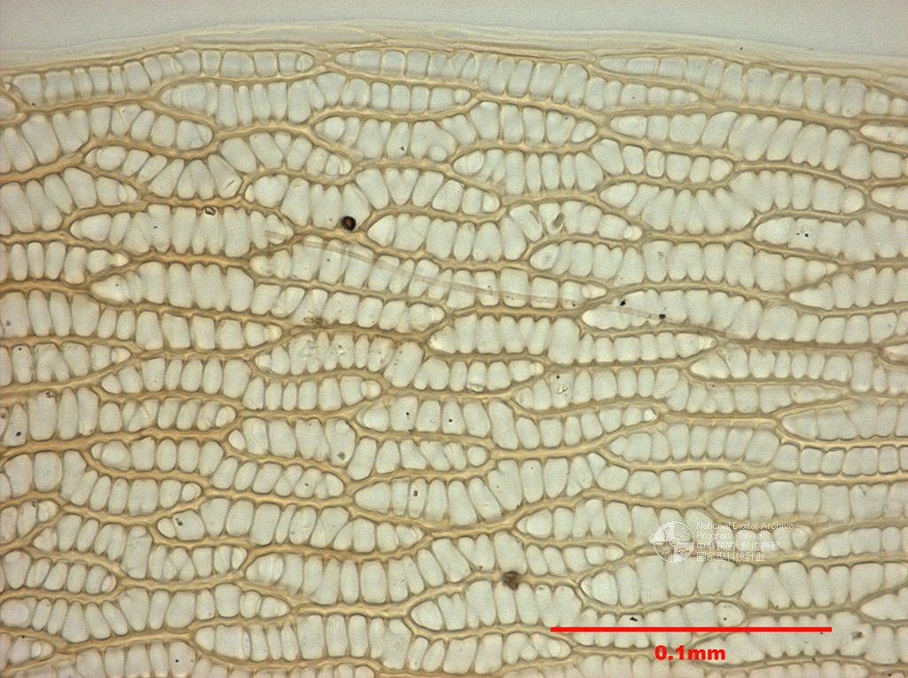 ƦƪԤBǦWG<em>Sphagnum angustifolium (C. Jens.) C. Jens.</em><br>W١Gd