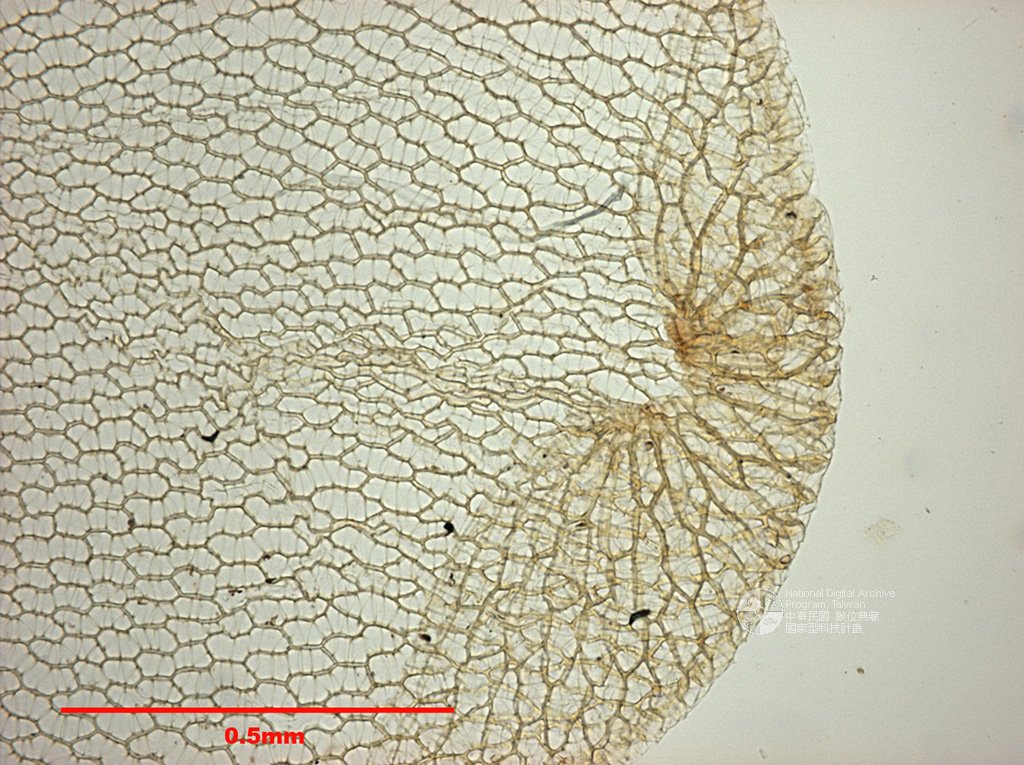 ƦƪԤBǦWG<em>Sphagnum centrale C. Jens. ex Arnell.</em><br>W١Gd