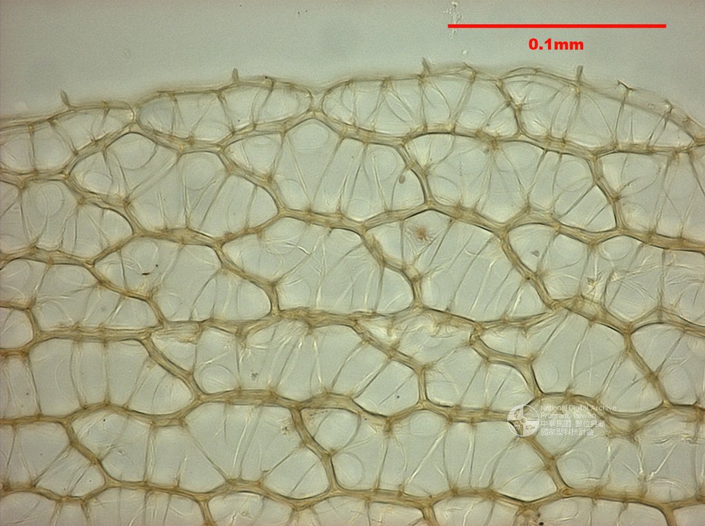 ƦƪԤBǦWG<em>Sphagnum centrale C. Jens. ex Arnell.</em><br>W١Gd