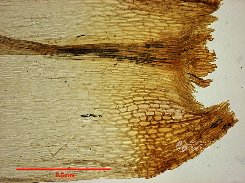 ƦƪԤBǦWG<em>Dicranum polysetum Sw.</em><br>W١Gi