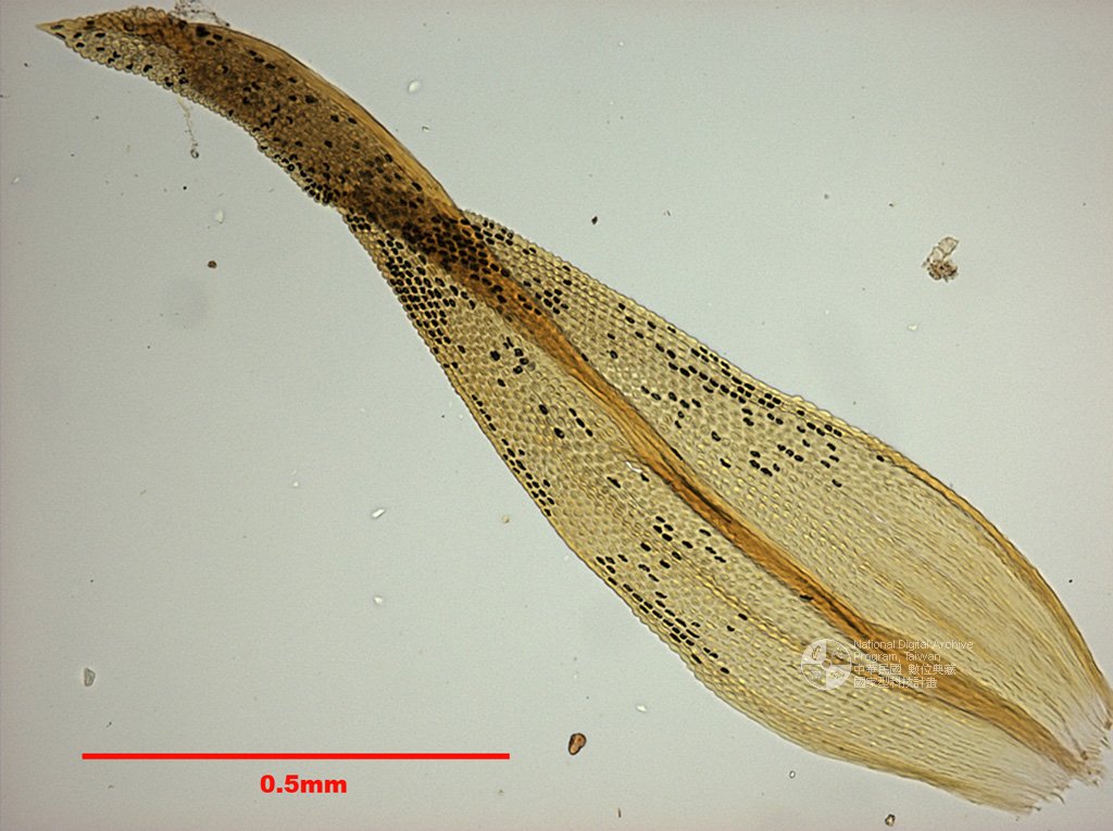 ƦƪԤBǦWG<em>Macromitrium ligulaefolium Broth.</em><br>W١Gb