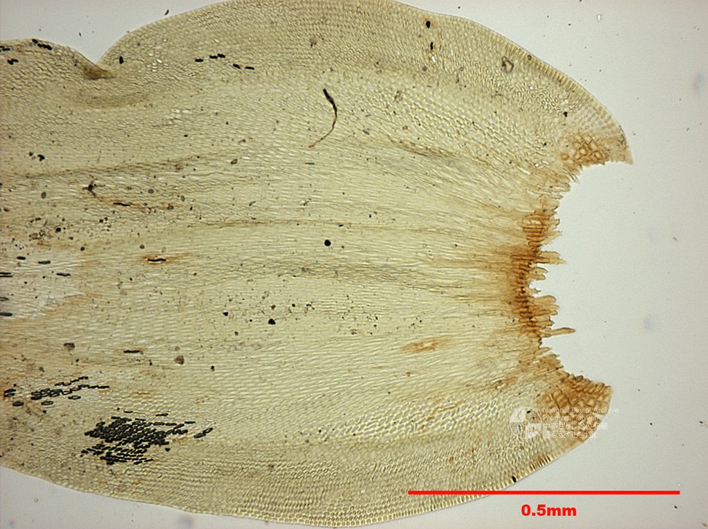 ƦƪԤBǦWG<em>Leucodon morensis Schwaegr.</em><br>W١Gվ