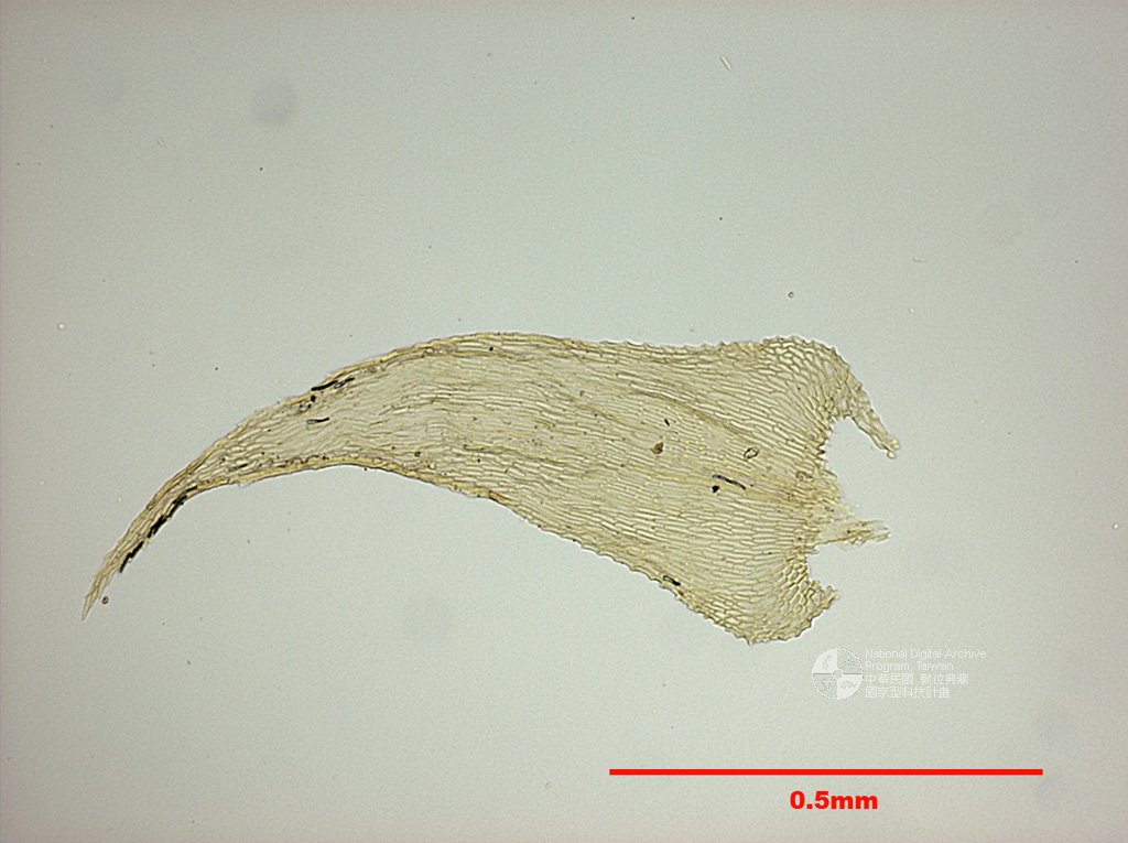 ƦƪԤBǦWG<em>Ctenidium molluscum (Hedw.) Mitt.</em><br>W١G