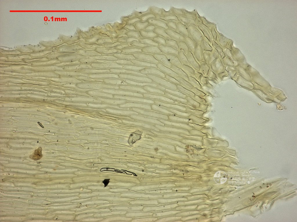 ƦƪԤBǦWG<em>Ctenidium molluscum (Hedw.) Mitt.</em><br>W١G