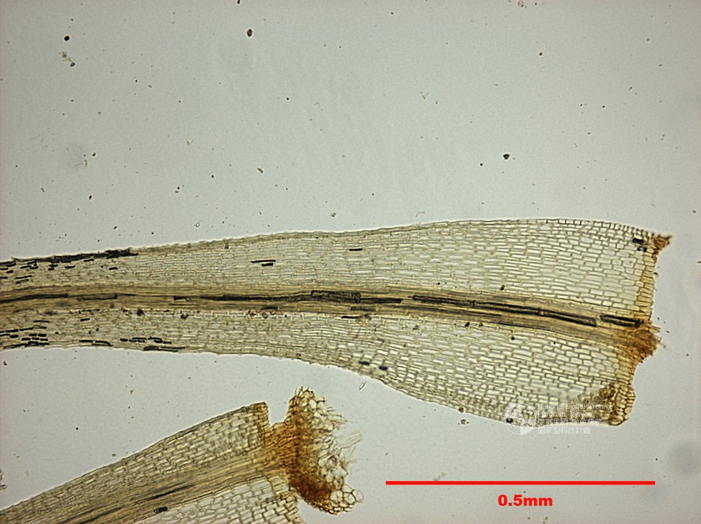 ƦƪԤBǦWG<em>Bartramia stricta Brid.</em><br>W١G]