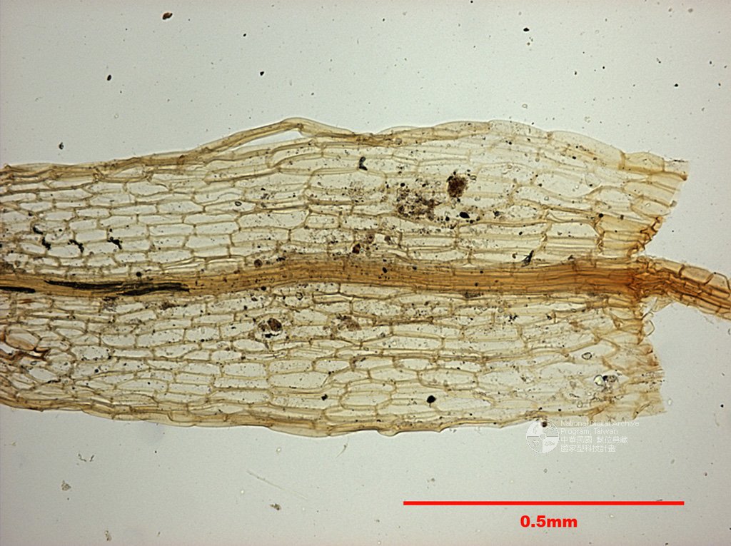 ƦƪԤBǦWG<em>Physcomitrium turbinatum (Michx.) Brid.</em><br>W١G߸J