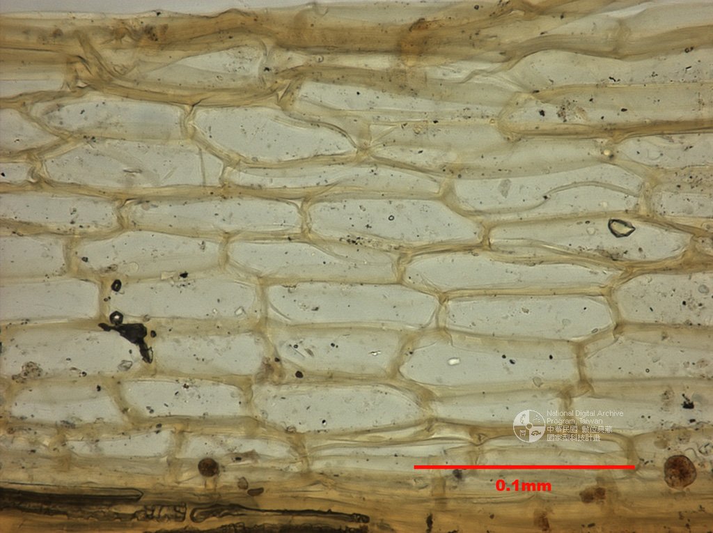 ƦƪԤBǦWG<em>Physcomitrium turbinatum (Michx.) Brid.</em><br>W١G߸J